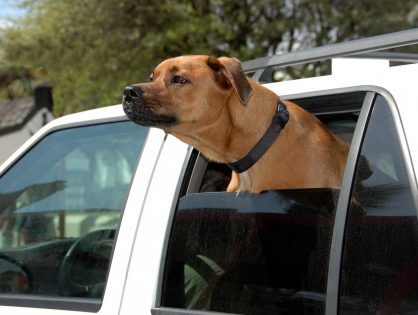Jak zadbać o bezpieczeństwa psa podczas podróży samochodem?
