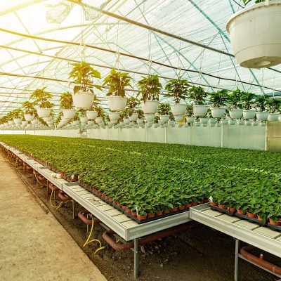 Uprawa hydroponiczna – poznaj różne systemy hydroponiczne i sprawdź, który okaże się optymalny w Twoim gospodarstwie