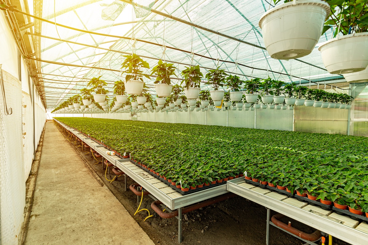 Uprawa hydroponiczna – poznaj różne systemy hydroponiczne i sprawdź, który okaże się optymalny w Twoim gospodarstwie