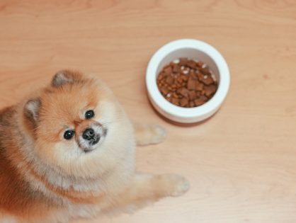 Jak wybrać karmę dla psa?