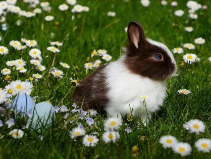Hodowla królika - o czym warto wiedzieć?