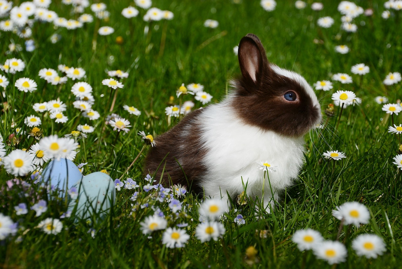 Hodowla królika – o czym warto wiedzieć?