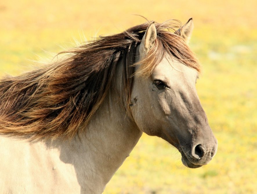 Jak dbać o zdrowie i odporność konia?