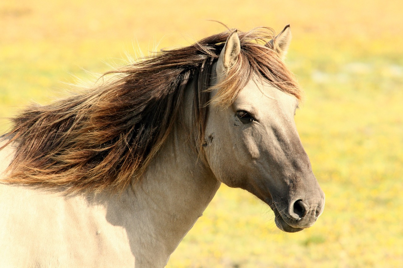 Jak dbać o zdrowie i odporność konia?