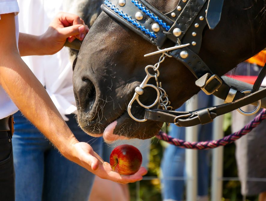 Granulat dla koni — kompletna dieta w jednym produkcie