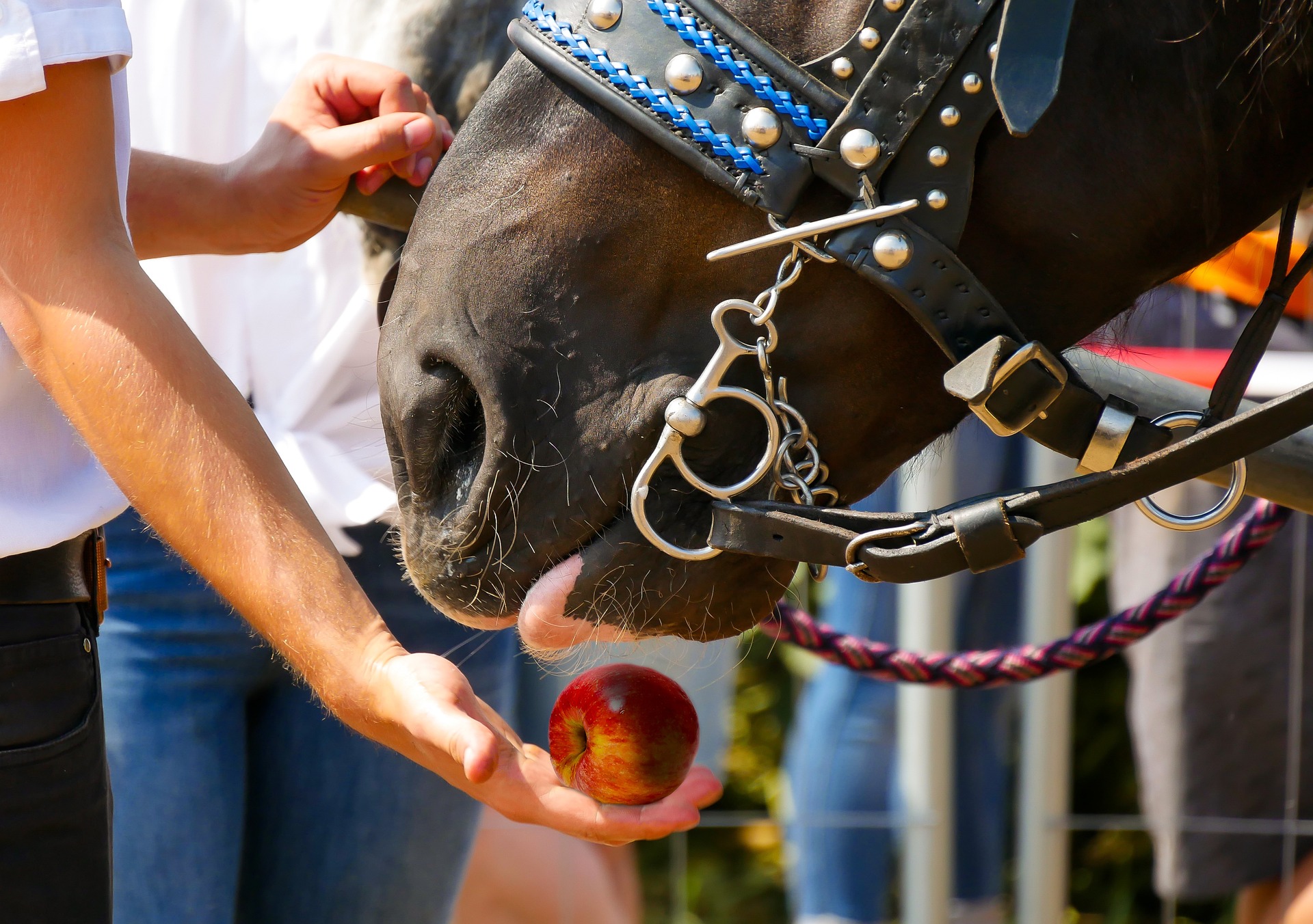 Granulat dla koni — kompletna dieta w jednym produkcie