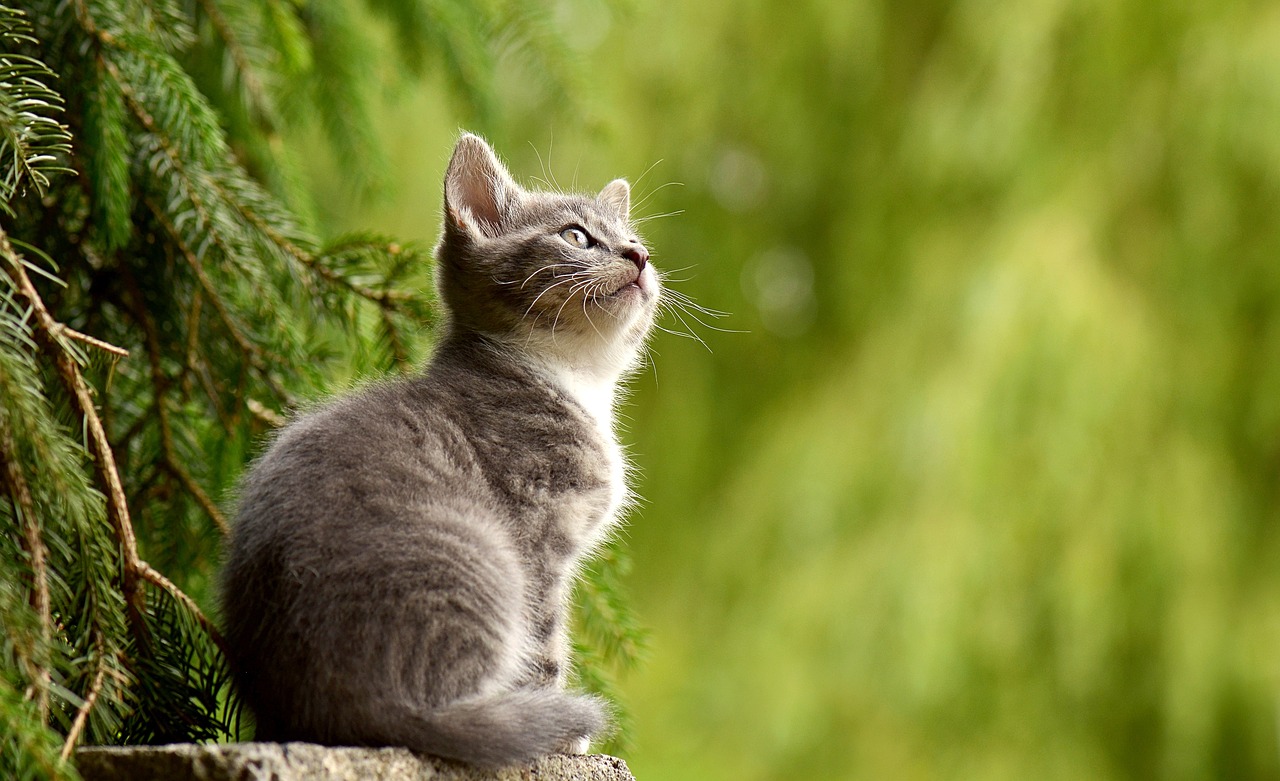 Kot ze schroniska – czy to dobry pomysł?