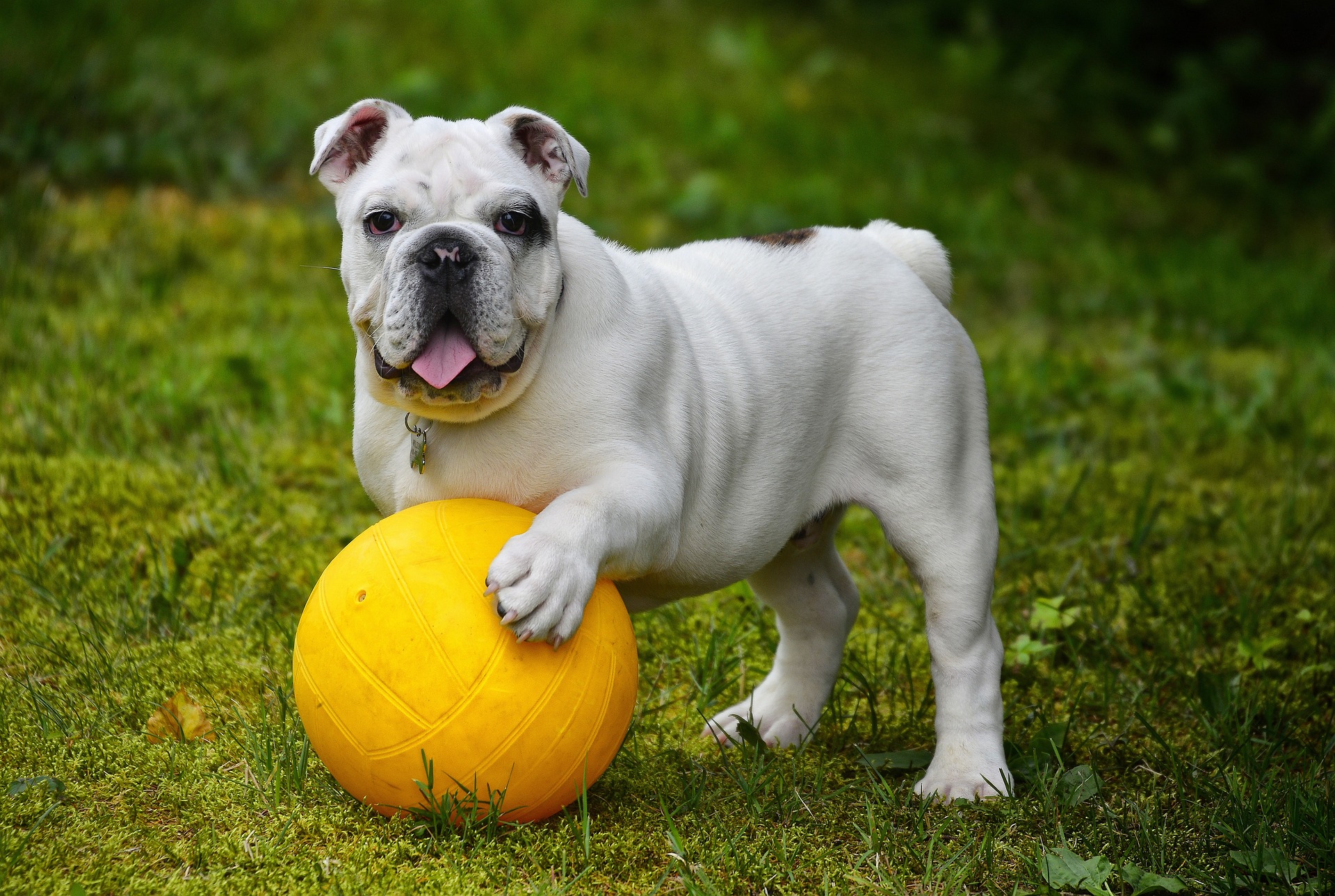 Zabawka piłeczka dla psa – radość, aktywność i interakcja