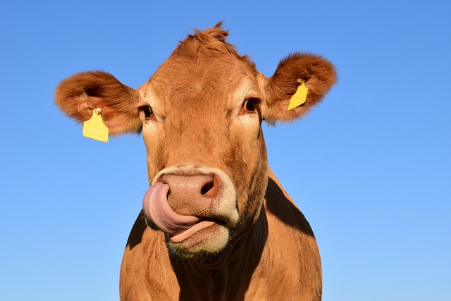 Innowacje w hodowli bydła: Pokost lniany, budki dla cieląt i pulsatory