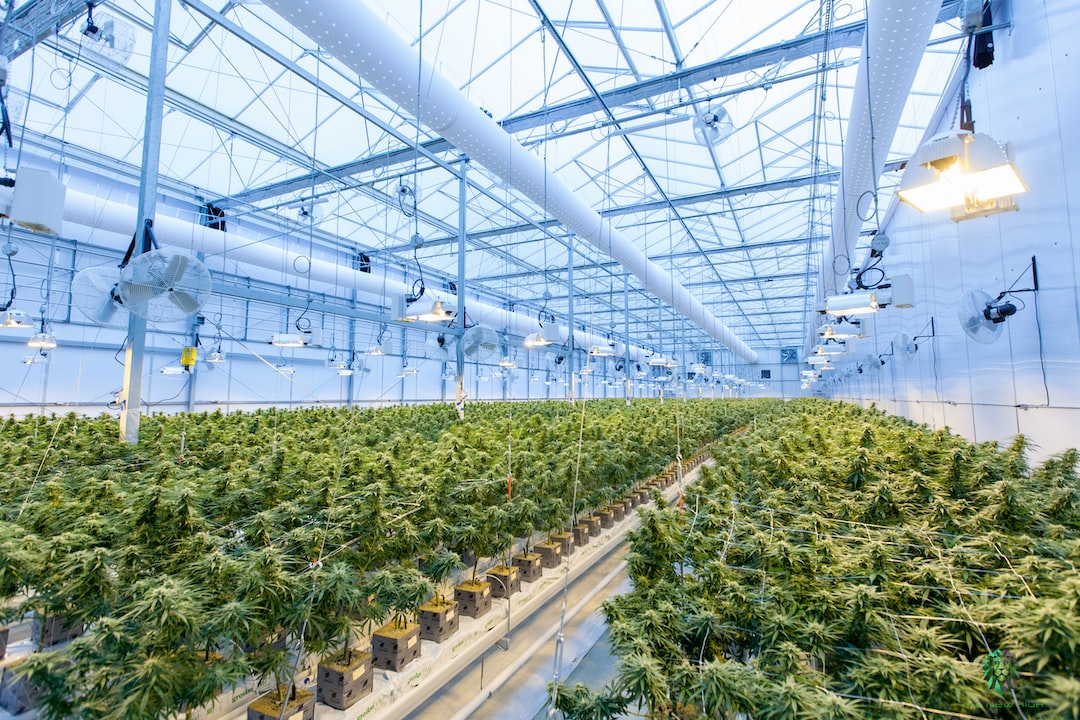 Legalne aspekty kolekcjonowania nasion marihuany: Co musisz wiedzieć?